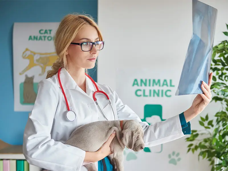 Contabilidade no Rio de Janeiro 10 Contabilidade para Clínica Veterinária